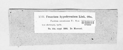 Fusarium hypodermium image
